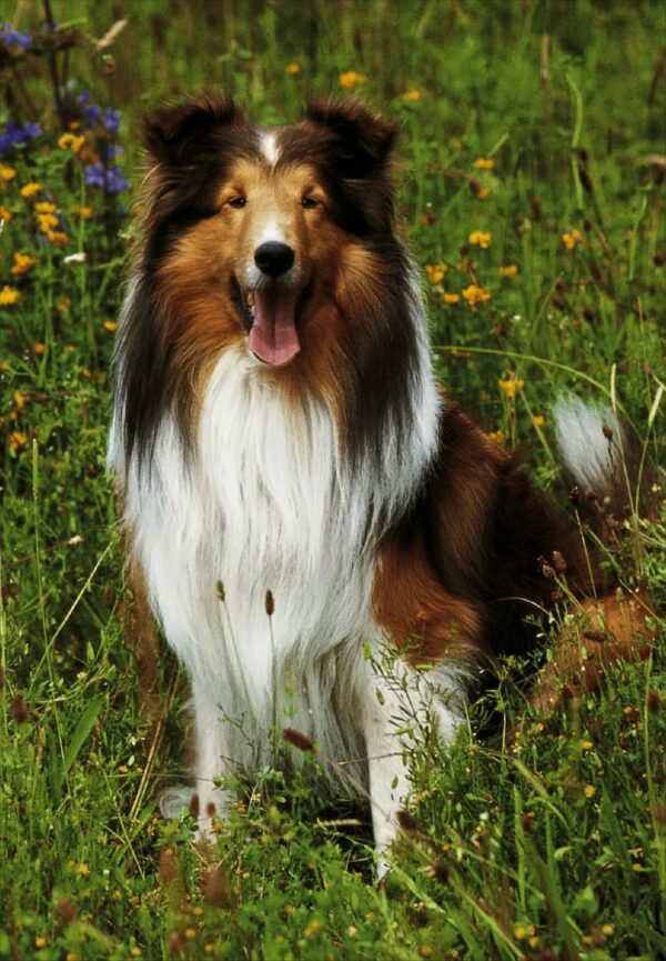 Hund Sheltie, 100 Teile Puzzle