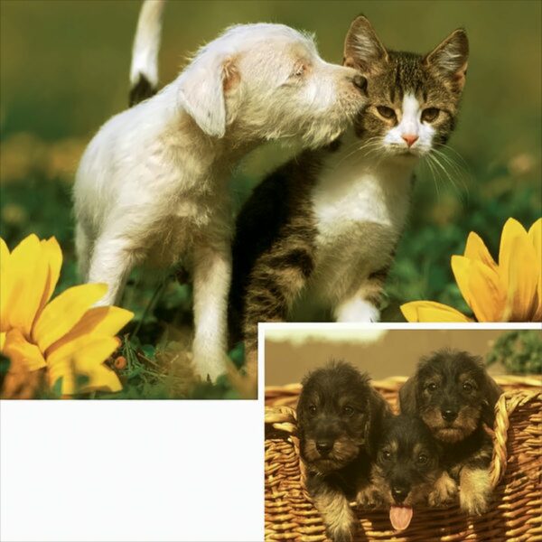 Tierfreundschaft Puzzle bis 20 Teile